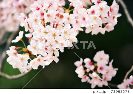 春の晴れ間に見る桜 春の晴れ間に見る桜 73962578