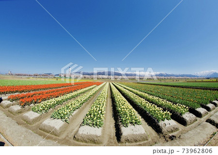 チューリップ畑 73962806