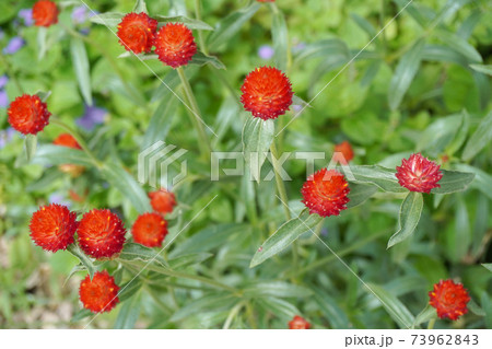 千日紅 赤い花の写真素材