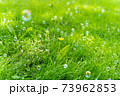 草原に漂うシャボン玉 73962853
