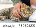 撫でられて気持ちよさそうな人懐っこい野良猫 73962855