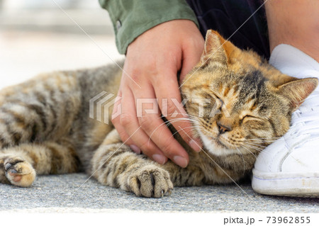撫でられて気持ちよさそうな人懐っこい野良猫 撫でられて気持ちよさそうな人懐っこい野良猫 73962855