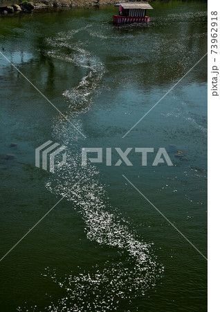 屋台船と川面に流れる桜 73962918