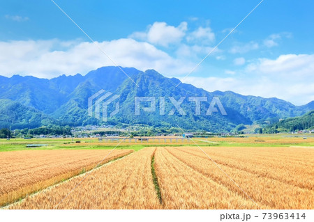 小麦畑と独鈷山 73963414