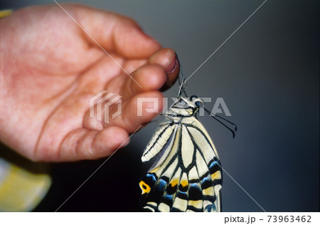 ナミアゲハ 73963462