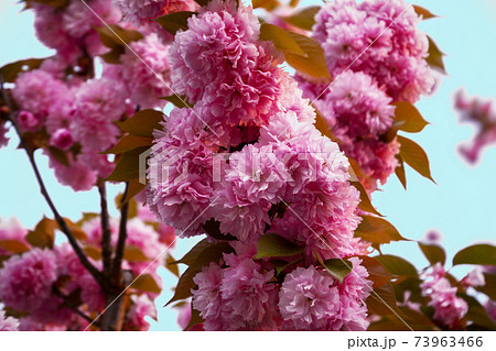 満開の八重桜、鈴なりの寒山の花。品種改良。造幣局通り抜け。 73963466