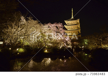 京都 東寺 夜桜ライトアップ 世界遺産 春イメージの写真素材