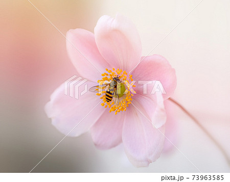 シュウメイギク　秋明菊　Japanese thimbleweed Japanese anemone 73963585