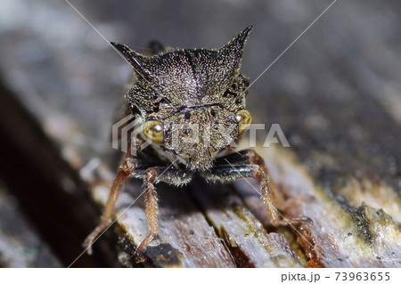 ツノゼミ 73963655