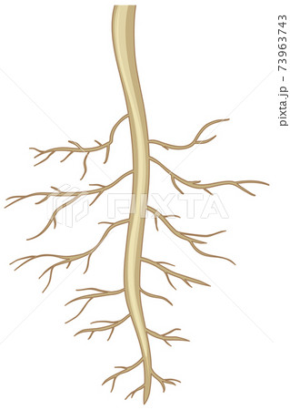 Close up of plant roots isolated on white background Close up of plant roots isolated on white background 73963743