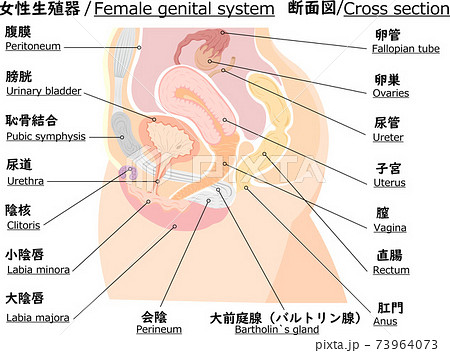 女性生殖器 断面解剖図 解説 イラストのイラスト素材 女性生殖器 断面解剖図 解説 イラストのイラスト素材