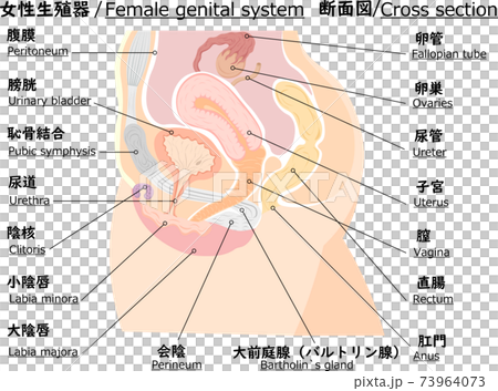 女性の生殖解剖図