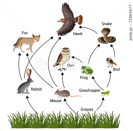 Food Chain concept diagram 73964077