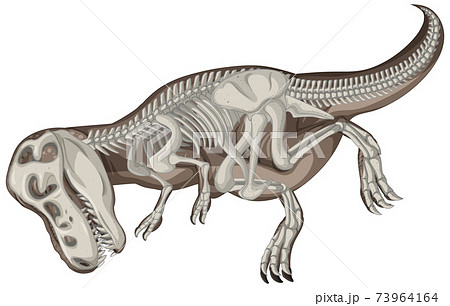 Full Dinosaur Skeletons On White Backgroundのイラスト素材