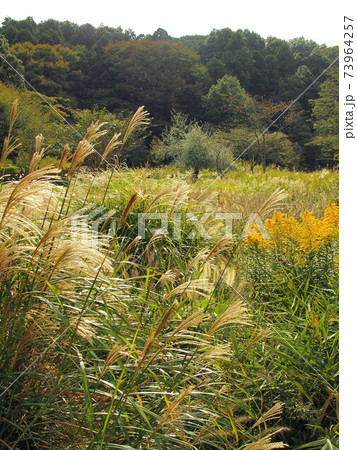 芒茂る秋の里山風景 73964257