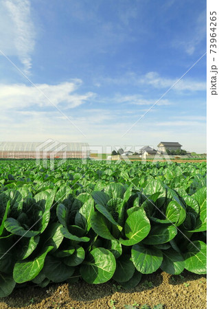 冬の郊外の小松菜畑風景 冬の郊外の小松菜畑風景 73964265