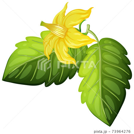 Tomato Flower And Leaves On White Background Stock Illustration