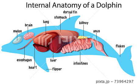 Internal Anatomy of a Dolphinのイラスト素材 [73964297] - PIXTA