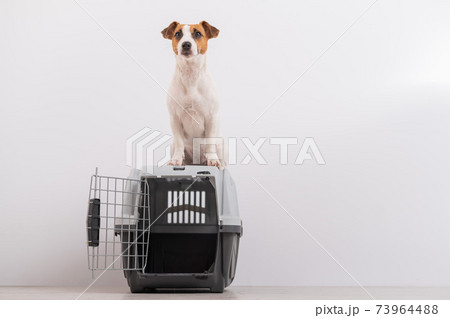 Dog sitting on the roof of the travel cage. Dog sitting on the roof of the travel cage. 73964488