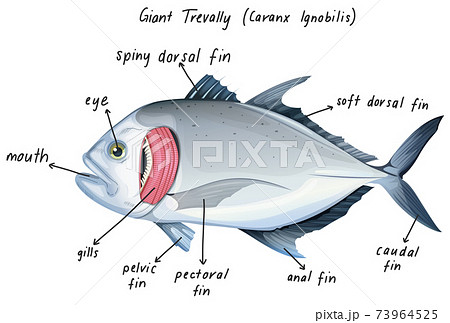 Giant Trevally (Caranx Ignobilis) Giant Trevally (Caranx Ignobilis) 73964525