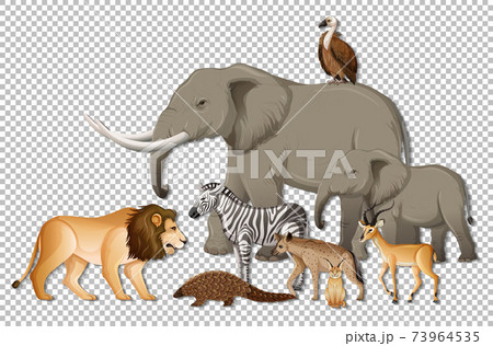 Group of wild african animals on transparent background Group of wild african animals on transparent background 73964535