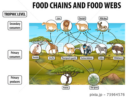 Education poster of biology for food webs and food chains diagram Education poster of biology for food webs and food chains diagram 73964576