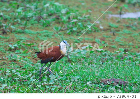 アフリカレンカク アフリカレンカク 73964701
