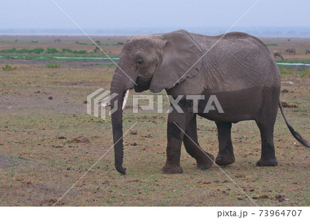 アフリカゾウ アフリカゾウ 73964707