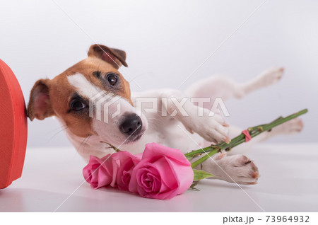 A cute dog lies next to a heart-shaped box and holds a bouquet of pink roses on a white background. Valentine's day gift A cute dog lies next to a heart-shaped box and holds a bouquet of pink roses on a white background. Valentine's day gift 73964932