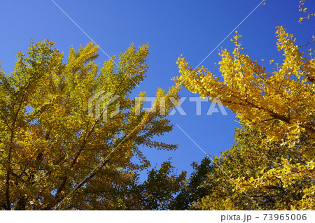 秋の銀杏の木 秋の銀杏の木 73965006