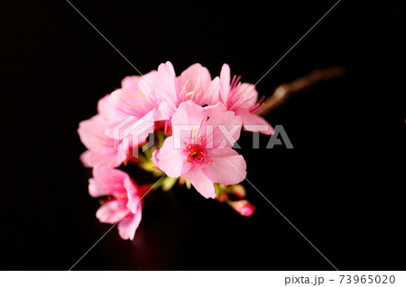 桜の花（ヒカンザクラ） 73965020