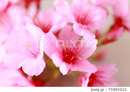桜の花(ヒカンザクラ) 桜の花(ヒカンザクラ) 73965022