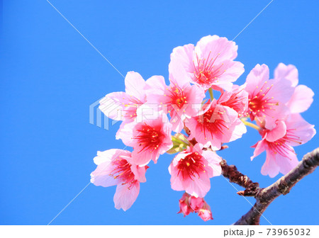 桜の花（ヒカンザクラ） 73965032
