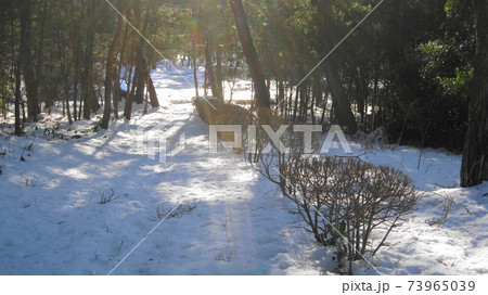 雪積もる森の中の晴れ間 雪積もる森の中の晴れ間 73965039