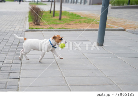 Purebred smooth-haired puppy Jack Russell Terrier plays on the street. Joyful little dog companion runs and jumps for a tennis ball. Active four-legged friend. 73965135
