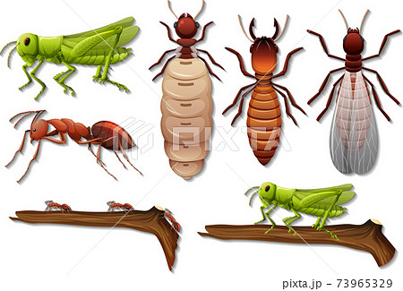 Set of different insects isolated on white background 73965329