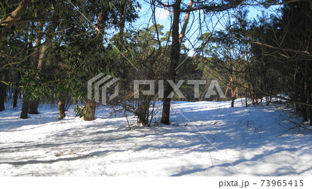 雪積もる森の中の晴れ間 73965415