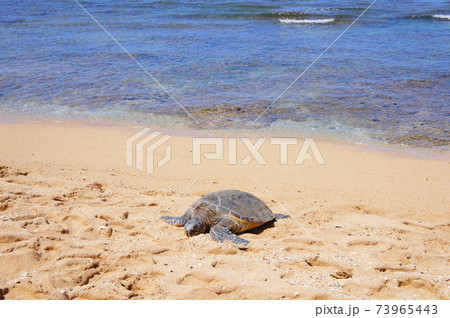 ノースショアのラニアケア ビーチの写真素材