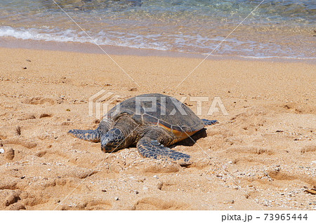 ノースショアのラニアケア ビーチの写真素材