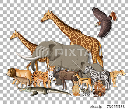 Group of wild african animals on transparent background Group of wild african animals on transparent background 73965588