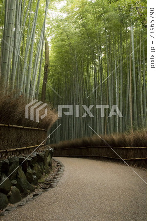 嵯峨野竹林の小径 嵯峨野竹林の小径 73965790