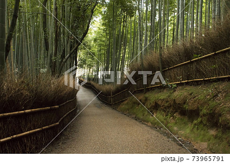 嵯峨野竹林の小径 73965791