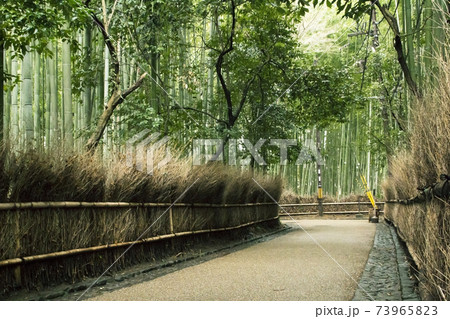 嵯峨野竹林の小径 嵯峨野竹林の小径 73965823