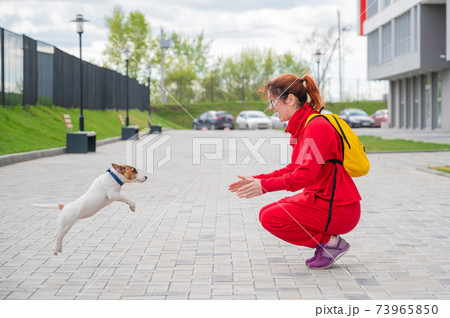 Clever puppy Jack Russell Terrier plays with the owner on the street. A purebred shorthair dog jumps into the arms of a European woman in a red tracksuit. In move. Clever puppy Jack Russell Terrier plays with the owner on the street. A purebred shorthair dog jumps into the arms of a European woman in a red tracksuit. In move. 73965850