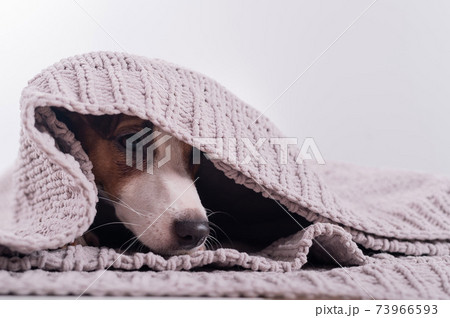 A cute little dog lies covered with a gray plaid. The muzzle of a Jack Russell Terrier sticks out from under the blanket A cute little dog lies covered with a gray plaid. The muzzle of a Jack Russell Terrier sticks out from under the blanket 73966593
