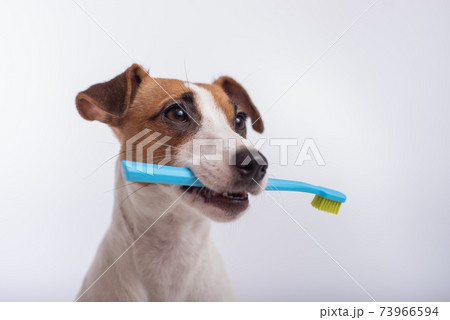Smart dog jack russell terrier holds a blue toothbrush in his mouth on a white background. Oral hygiene of pets Smart dog jack russell terrier holds a blue toothbrush in his mouth on a white background. Oral hygiene of pets 73966594