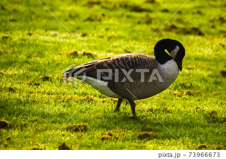 Wild geese on the meadow nibbling the grass, green juicy grass 73966673