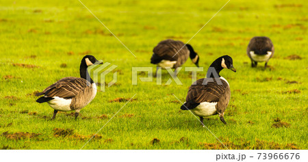 Wild geese on the meadow nibbling the grass, green juicy grass 73966676