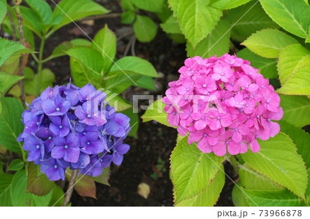 青とピンクの紫陽花の写真素材