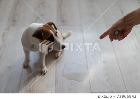 The owner swears at the dog and points her finger at a puddle on the floor 73966942
